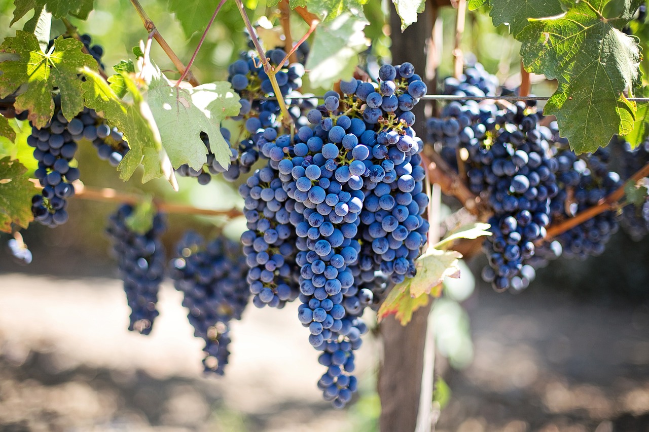 Investir dans le vin : les régulations sur les vins fortifiés