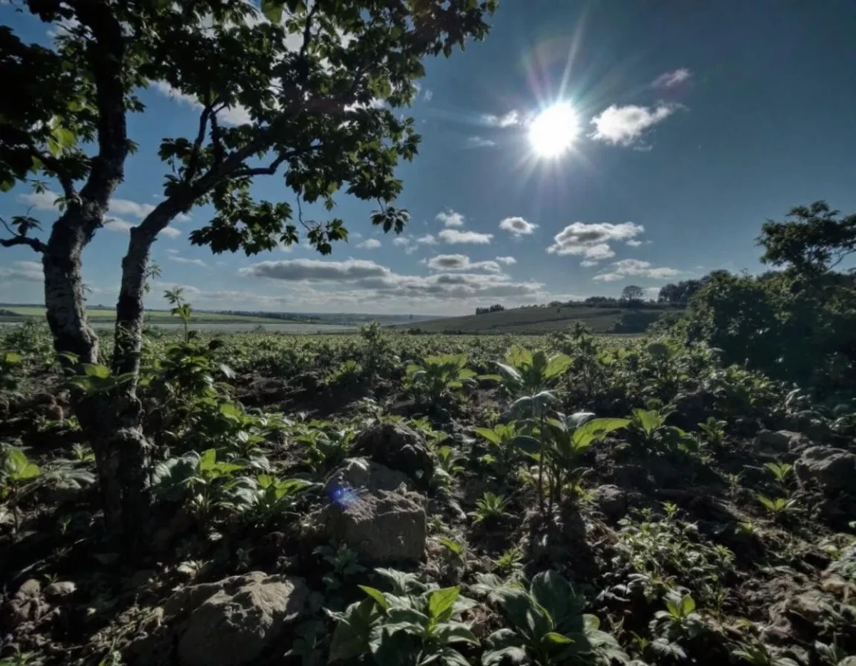 L'Assurance Multirisque Agricole : Un Bouclier Face aux Aléas de l'Agriculture Moderne